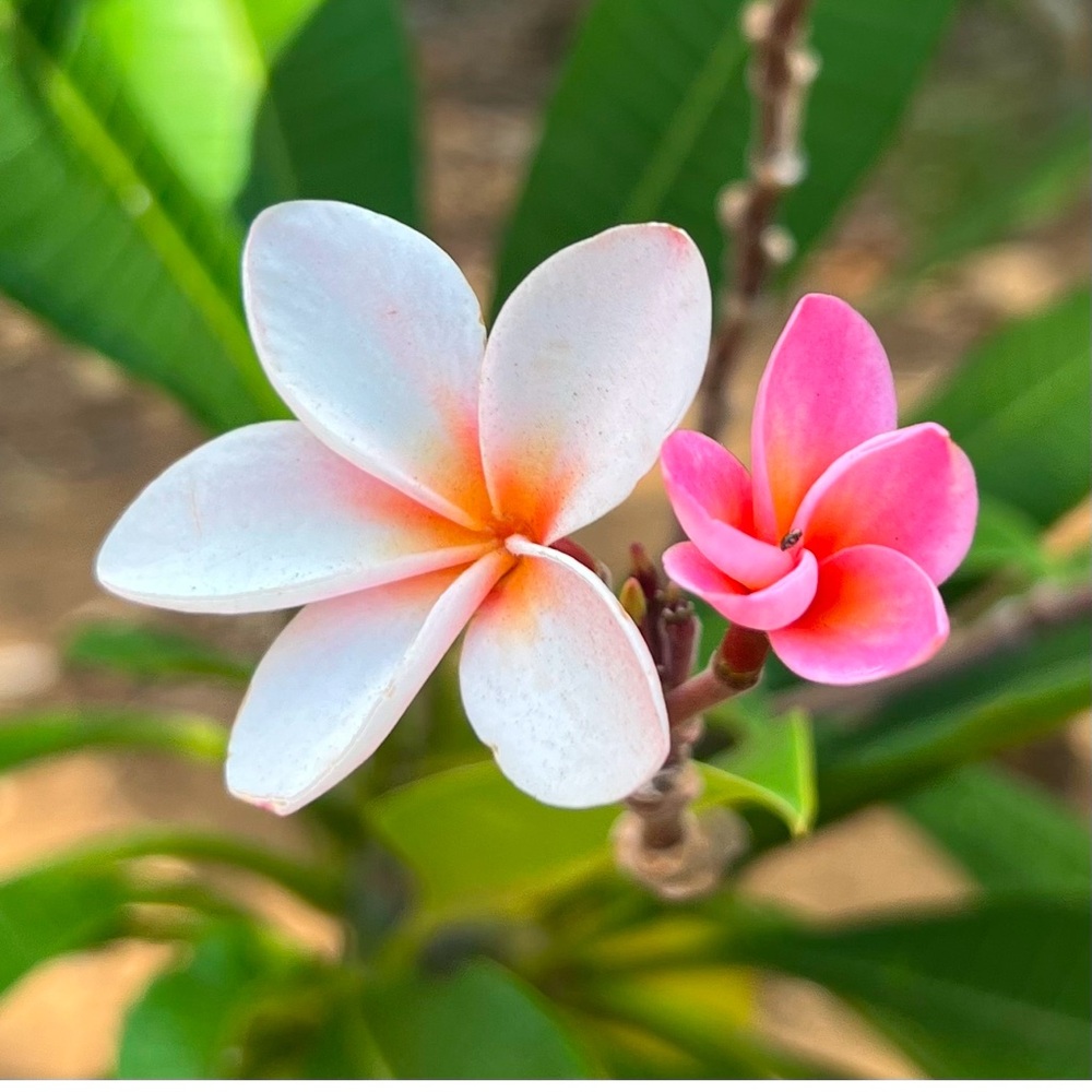 Meet your Posher, Ruffles Mama